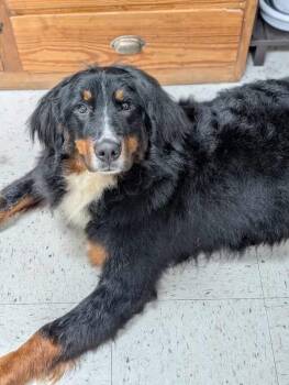 Morgan -  Bernese Mountain Dog Dog for Adoption in Cowlesville, New York - Morgan | PetCurious