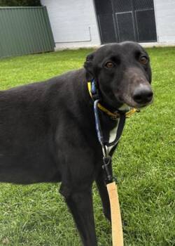 Key Up (Gabby) -  Greyhound Dog for Adoption in Tarpon Springs, Florida - Key Up (Gabby) | PetCurious