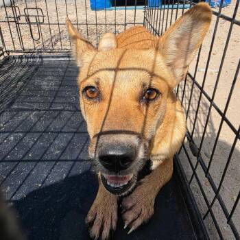 Jolanda -  Terrier and Mixed Breed Dog for Adoption in Edinburg, Texas - Jolanda | PetCurious