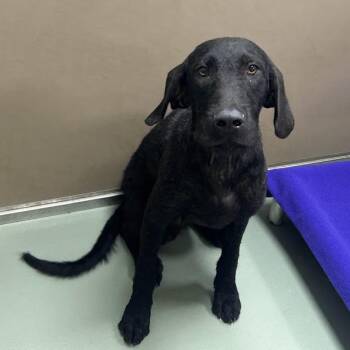 SVAS-Stray-39215 -  German Wirehaired Pointer and Black Labrador Retriever Dog for Adoption in Lyndhurst, Virginia - SVAS-Stray-39215 | PetCurious