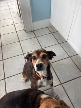 Beagle Dogs Available for Adoption - BB | PetCurious