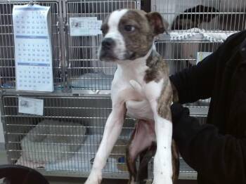ROWAN -  Pit Bull Terrier and Mixed Breed Dog for Adoption in Salinas, California - ROWAN | PetCurious