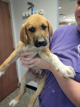 Mixed Breed Dogs Available for Adoption in Columbia, Tennessee - Duncan | PetCurious