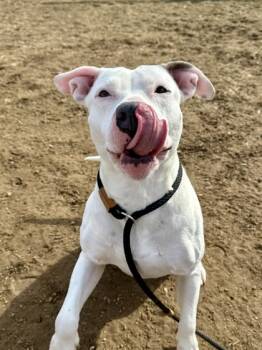 Rescue Mixed Breed Dogs for Adoption in Fallston, Maryland - Zola | PetCurious