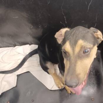 Meeko -  Treeing Walker Coonhound and Shepherd Dog for Adoption in Hattiesburg, Mississippi - Meeko | PetCurious