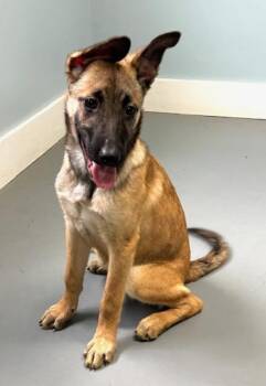 Belgian Shepherd Malinois and Mixed Breed Dogs Available for Adoption in Hawk Point, Missouri - Rodeo | PetCurious