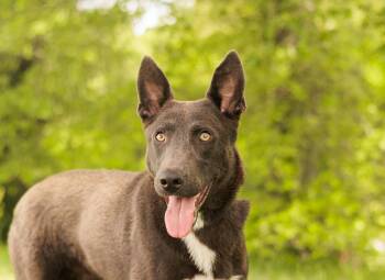 Belgian Shepherd Malinois Dogs Available for Adoption in Gradyville, Kentucky - Zeus Ragnar | PetCurious