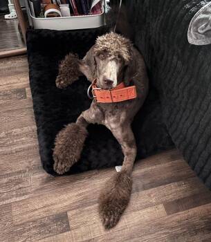 Beau -  Standard Poodle Dog for Adoption in Dallas, Texas - Beau | PetCurious