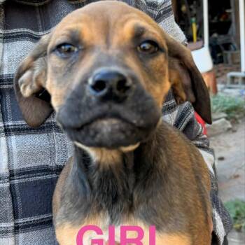 Tammy -  Mastiff and Mixed Breed Dog for Adoption in Tacoma, Washington - Tammy | PetCurious