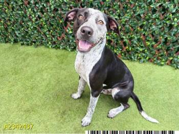DALTON -  Mixed Breed Dog for Adoption in West Palm Beach, Florida - DALTON | PetCurious