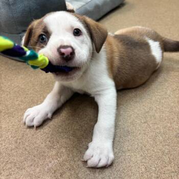 Clover -  Husky and Mixed Breed Dog for Adoption in Corpus Christi, Texas - Clover | PetCurious