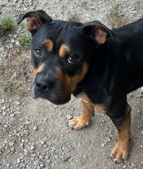 Clifford -  American Bully Dog for Adoption in South Kingstown, Rhode Island - Clifford | PetCurious