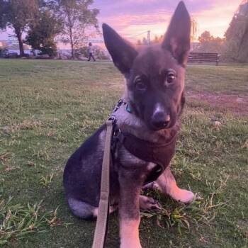 Brett Michaels -  German Shepherd Dog and Husky Dog for Adoption in Philadelphia, Pennsylvania - Brett Michaels | PetCurious