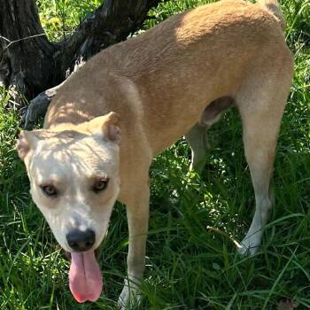 Marley -  Yellow Labrador Retriever and Mixed Breed Dog for Adoption in New Orleans, Louisiana - Marley | PetCurious