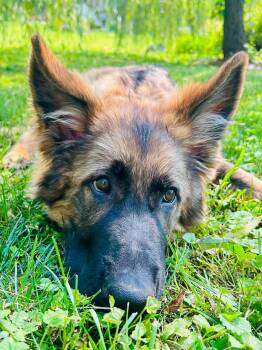 Beau -  German Shepherd Dog Dog for Adoption in Elizabethtown, Pennsylvania - Beau | PetCurious