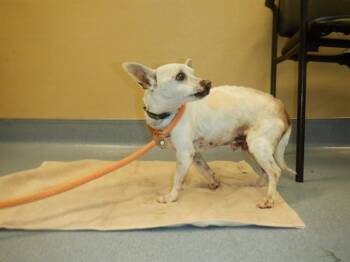 Chihuahua Dogs Available for Adoption - A1402697 | PetCurious