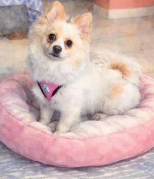 Pomeranian and Maltipoo Dogs Available for Adoption in Camp Pendleton North, California - Fendi | PetCurious