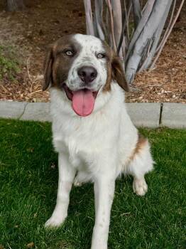 Miquel -  Australian Cattle Dog Blue Heeler Dog for Adoption in Gardnerville, Nevada - Miquel | PetCurious