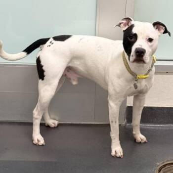 Rescue Mixed Breed Dogs for Adoption in Ithaca, New York - Kirby | PetCurious
