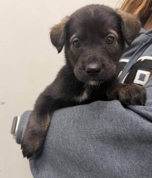Blair -  Husky Dog for Adoption in Yellowknife, Northwest Territories - Blair | PetCurious