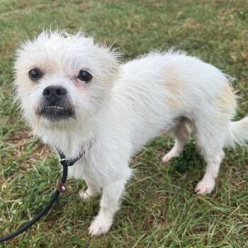 Durango -  Terrier and Mixed Breed Dog for Adoption in Houston, Texas - Durango | PetCurious