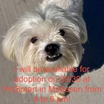 Zelda -  Maltese and Mixed Breed Dog for Adoption in Matteson, Illinois - Zelda | PetCurious
