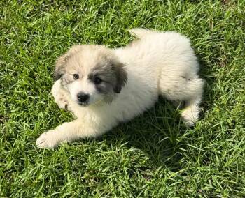 Great Pyrenees Dogs Available for Adoption in Hillsdale, New York - Chloe | PetCurious