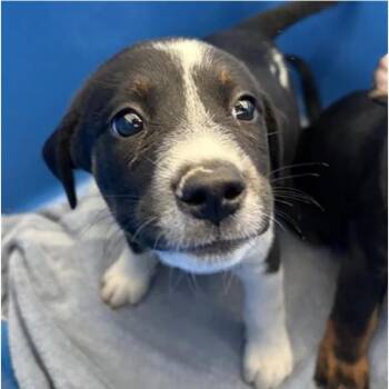 Kenzie -  Australian Cattle Dog Blue Heeler Dog for Adoption in Copiague, New York - Kenzie | PetCurious