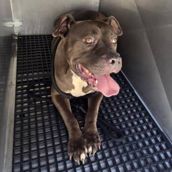 Angel -  Mixed Breed Dog for Adoption in Philadelphia, Pennsylvania - Angel | PetCurious