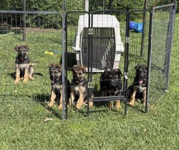 Puppy Casie -  German Shepherd Dog Dog Available for Adoption in Fulton, California - Puppy Casie | PetCurious