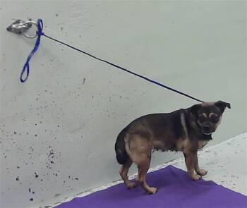 MINNIE -  Chihuahua and Mixed Breed Dog for Adoption in Houston, Texas - MINNIE | PetCurious