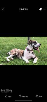 Rescue Great Dane Dogs for Adoption in Dittmer, Missouri - Milo | PetCurious