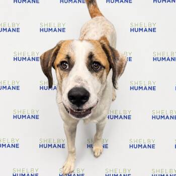 Coop Coop -  Mixed Breed Dog for Adoption in Columbiana, Alabama - Coop Coop | PetCurious