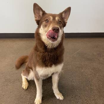 Rescue Husky Dogs for Adoption in Mishawaka, Indiana - Willow | PetCurious