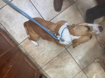 Taylor -  Mixed Breed Dog for Adoption in Cincinnati, Ohio - Taylor | PetCurious