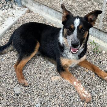 Australian Cattle Dog Blue Heeler Dogs Available for Adoption in Lindon, Utah - Abigail | PetCurious