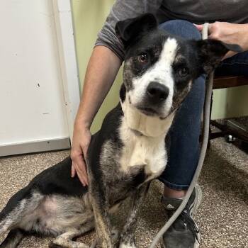 Rescue Pit Bull Terrier and Husky Dogs for Adoption in Lyndhurst, Virginia - Puca | PetCurious