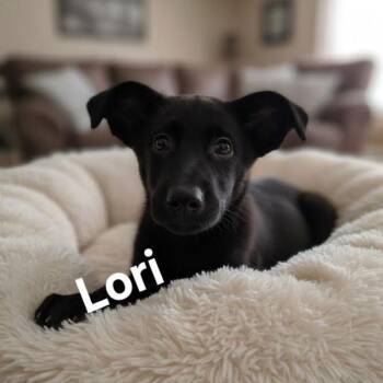 Mixed Breed Dogs Available for Adoption - Lori | PetCurious
