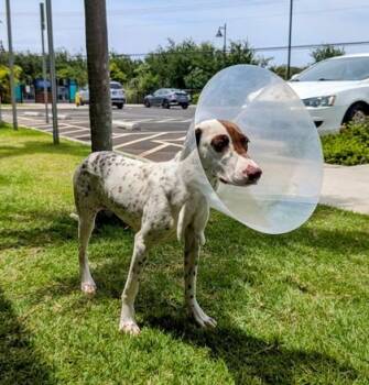 Whiskey Tango Foxtrot -  Terrier and Mixed Breed Dog for Adoption in Honolulu, Hawaii - Whiskey Tango Foxtrot | PetCurious