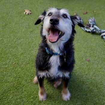 Charlie -  Beagle and Terrier Dog for Adoption in Warwick, Rhode Island - Charlie | PetCurious