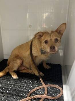 Rescue Mixed Breed Dogs for Adoption in Gastonia, North Carolina - 59840144 | PetCurious