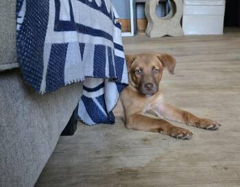 Sparky -  Labrador Retriever Dog for Adoption in Portland, Maine - Sparky | PetCurious