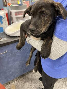 Mixed Breed Dogs Available for Adoption in Palmetto, Florida - WOODY | PetCurious