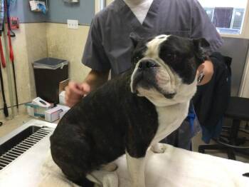 French Bulldog and English Bulldog Dogs Available for Adoption in Riverside, California - VACA | PetCurious
