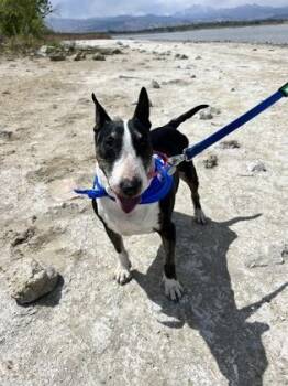 Mixed Breed Dogs Available for Adoption in Longmont, Colorado - Mitzy | PetCurious