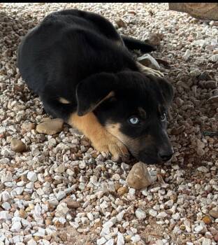 German Shepherd Dog Dogs Available for Adoption in Evergreen, Colorado - Mike Fur-nt | PetCurious