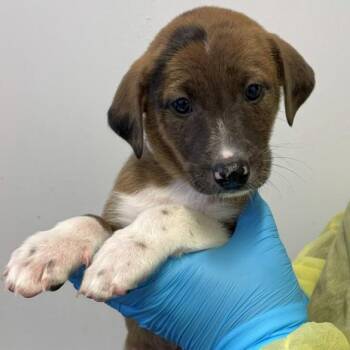 Catahoula Leopard Dog and Labrador Retriever Dogs Available for Adoption in Hattiesburg, Mississippi - Axel | PetCurious