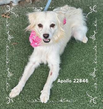 APOLLO -  Pomeranian Dog for Adoption in Marietta, Georgia - APOLLO | PetCurious