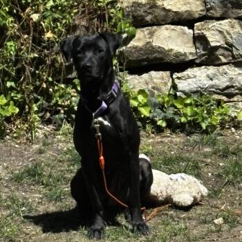 Callaway -  Black Labrador Retriever and Mixed Breed Dog for Adoption in Olathe, Kansas - Callaway | PetCurious