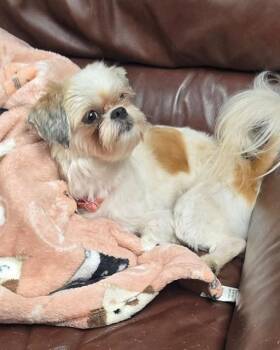 MAGGIE MAE -  Shih Tzu Dog for Adoption in St. Peters, Missouri - MAGGIE MAE | PetCurious